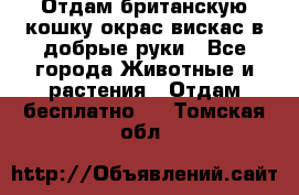 Отдам британскую кошку окрас вискас в добрые руки - Все города Животные и растения » Отдам бесплатно   . Томская обл.